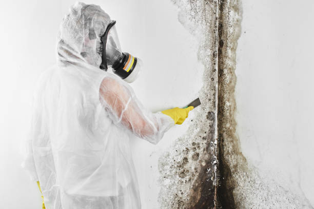 Best Mold Removal and Inspection  in Hesperia, CA