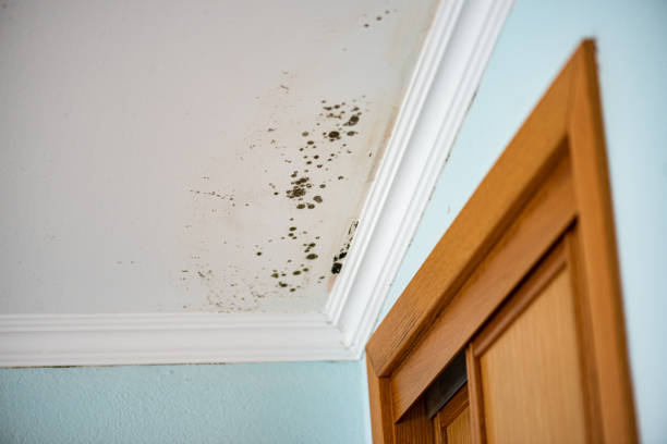 Mold Testing and Removal in Hesperia, CA