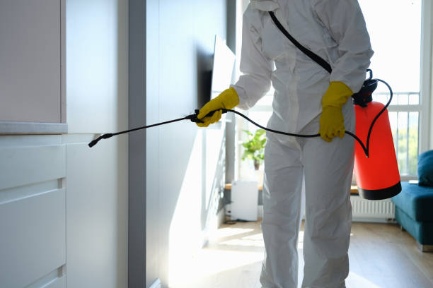 Best Attic Mold Removal  in Hesperia, CA