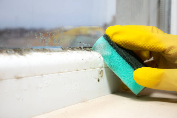 Best Mold Removal Near Me  in Hesperia, CA