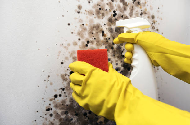 Best Emergency Mold Removal  in Hesperia, CA