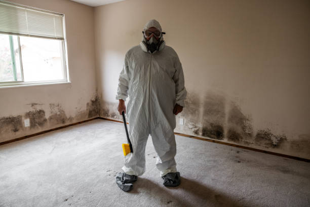 Certified Mold Removal in Hesperia, CA