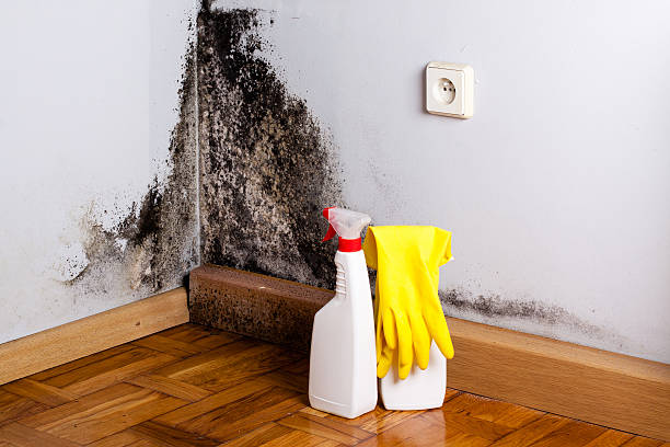 Best Professional Mold Removal  in Hesperia, CA
