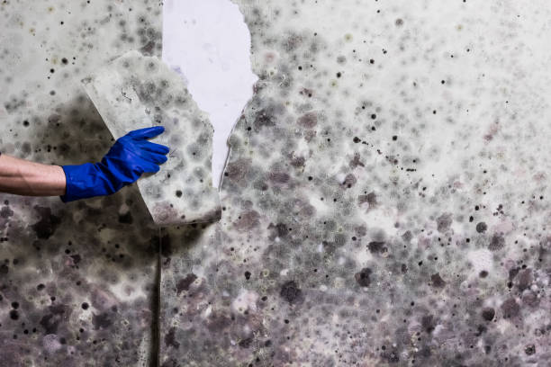 Best Same-Day Mold Removal  in Hesperia, CA