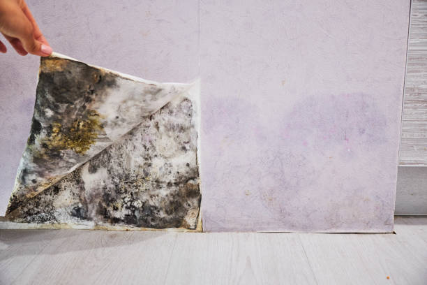 Hesperia, CA Mold Removal Company